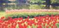 keukenhof.jpg
